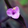 Tradescantia pallida